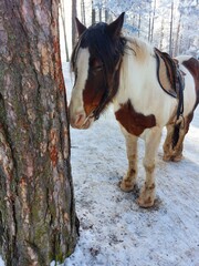 Horse in Snowy Forest. A brown and white horse with a black mane and tail stands in a snowy forest. The horse is wearing a brown saddle and bridle and is looking down at the ground. 
