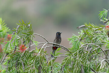 Red vented bulbul on the branch