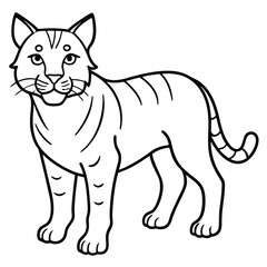 Bobcat illustration flat vector design