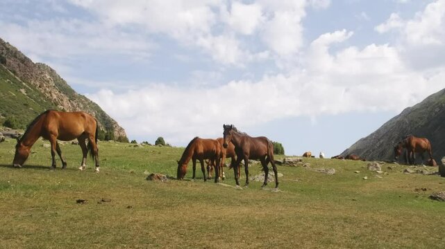 Video features the Karabakh horse (Qarabağ atı), a mountain-steppe horse breed from the Karabakh region, known for agility and endurance.