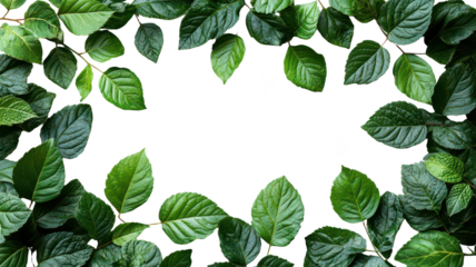Green Leaves Frame isolated on transparent background