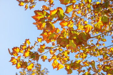 Colorful leaves, autumn season with blue sky in the background