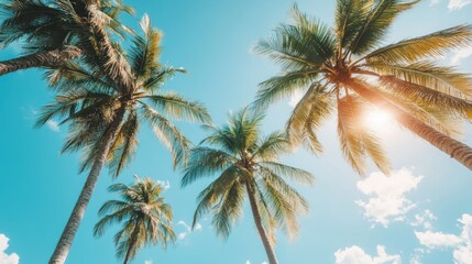 The sun shines through palm trees against a bright blue sky