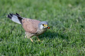 A Common kestrel, Falco tinnunculus, hunts insects o a field of fresh green grass in spring season.