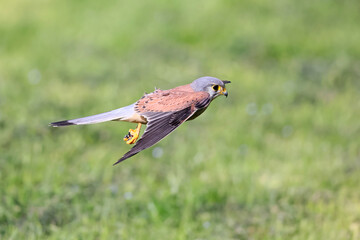 A Common kestrel, Falco tinnunculus, hunts insects o a field of fresh green grass in spring season.