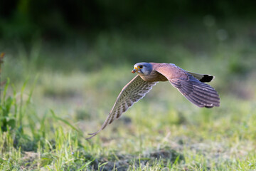A Common kestrel, Falco tinnunculus, hunts insects o a field of fresh green grass in spring season.