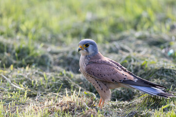 A Common kestrel, Falco tinnunculus, hunts insects o a field of fresh green grass in spring season.