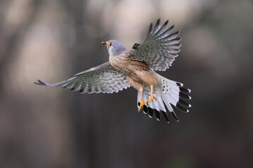 A Common kestrel, Falco tinnunculus, hunts insects o a field of fresh green grass in spring season.