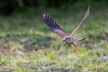 A Common kestrel, Falco tinnunculus, hunts insects o a field of fresh green grass in spring season.
