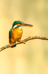 Fototapeta premium Kingfisher, Scientific name: Alcedo atthis. Close up portrait of a female Kingfisher, perched on a branch with small fish in her beak. Facing right. Clean background, vertical. Copy space.