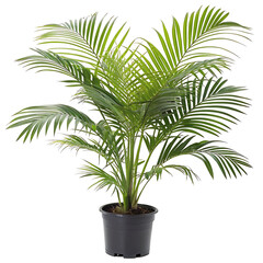 Lush Indoor Palm Plant in a Dark Gray Pot