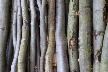 Gałęziówka bukowa © qrrr