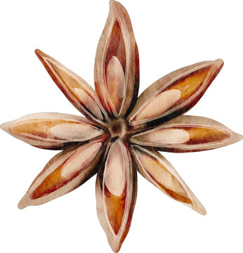 recommend clip art: watercolor star anise