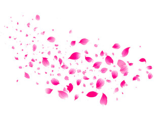pink sakura petal flying floating in air isolated on transparent png