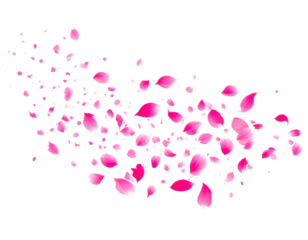 pink sakura petal flying floating in air isolated on transparent png