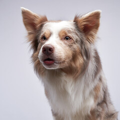 A Border Collie with striking eyes gazes forward, its fur softly illuminated by the even lighting...