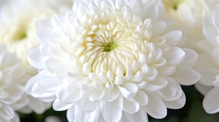 Close-up photo of a chrysanthemum with detailed petals in soft white