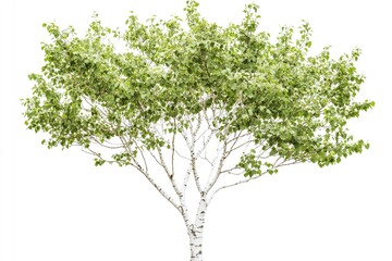 Lush birch tree with white bark and green leaves, set against a clean, white background