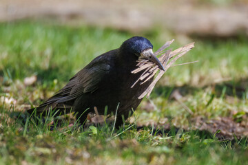 Obraz premium An adult rook gathers materials for the nest on a sunny spring day. An adult rook holds pieces of wood in its beak for the nest.
