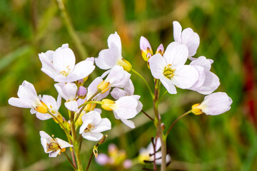 Cuckoo Flower (Cardamine pratensis) a spring summer wildflower flowering plant with a pink springtime flower also known as Lady's-smock and Cuckooflower, nature stock photo image 