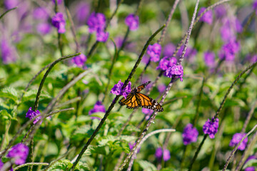 Mariposa monarca posada en una flor 