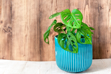 Beautiful home plant monstera, Rhaphidophora Tetrasperma (Mini Monstera), Araceae family