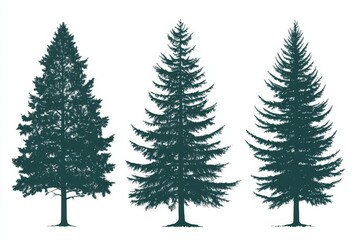 Silhouettes of three evergreen trees