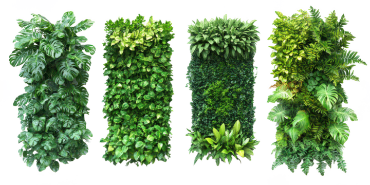 Green garden walls from tropical plants isolated on transparent background