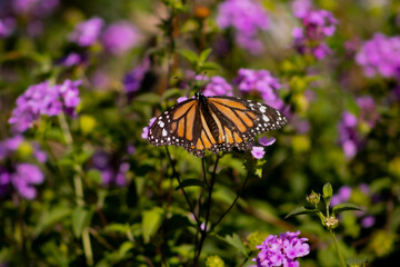 Mariposa monarca posada en una flor 