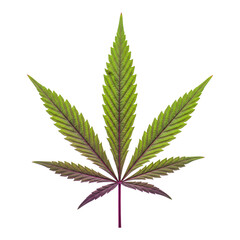 Purple-toned cannabis leaf isolated on white