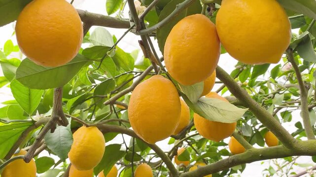 Meyer Lemon Tree with Ripe Yellow Fruits