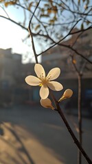Single White Flower Blossom Sunlight Spring Branch