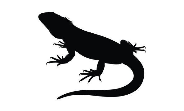 recommend clip art: Lizard silhouette illustration, Reptile animal icon, Gecko shape graphic