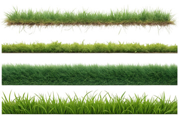 grass isolated on transparent background
