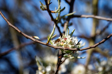 Spring walk and blooms in Northumberland March 2025