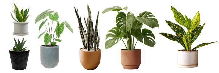 indoor plants