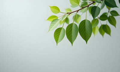 A branch with green leaves.