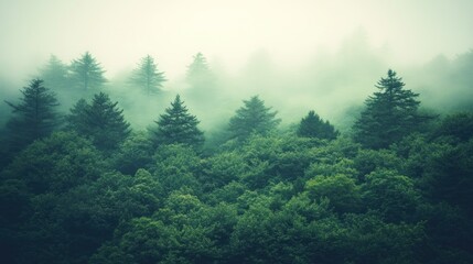 Lush green forest shrouded in atmospheric morning mist and fog