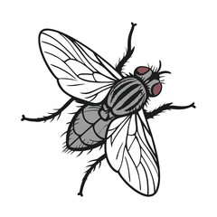fly on white background