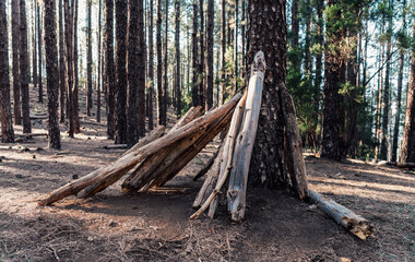 Improvised shelter made of logs in a pine forest in Tenerife, Canary Islands