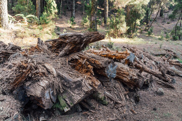 Fallen tree trunks and decaying wood in Tenerife pine forest