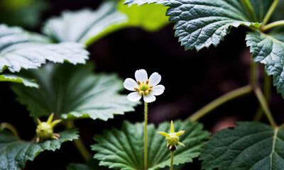 White Strawberry Flowers Peeking Under Leaves - Farm Patch Detail