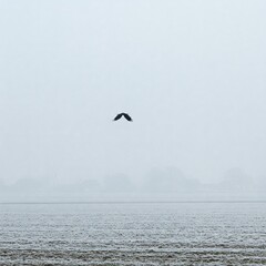 Fototapeta premium A Single Crow Flies Over Frosted Farmland Under Pale Sky