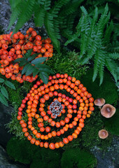 rowanberry spiral with pentacle amulet in forest, nature background. Magic ritual, Witchcraft. Wiccan esoteric practice with handmade beads of red rowan berry for protect, positive spirit. top view