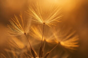 Obraz premium Golden Dandelion Seeds Close-Up in Warm Light