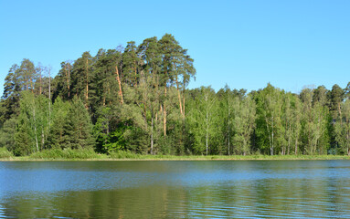 A serene lake surrounded by a lush green spruce forest with reflection in water