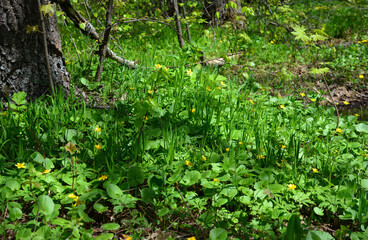 Vibrant Green Forest Floor with Yellow Wildflowers and sunbeams