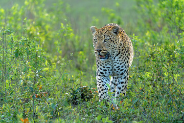 Leopard male walking and looking for prey in Sabi Sands Game Reserve in the Greater Kruger Region in South Africa