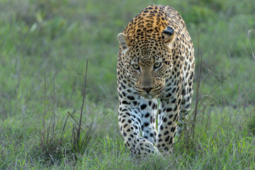 Leopard male walking and looking for prey in Sabi Sands Game Reserve in the Greater Kruger Region in South Africa