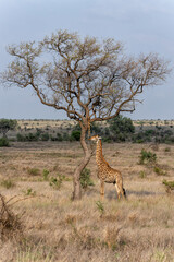 Giraffe (Giraffa giraffa giraffa) or Cape giraffe. This female gathers her minerals from the remains of a leopard kill in the Kruger National Park in South Africa